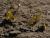 _A019430croofmb.jpg